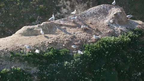Shot of Seagulls on rock Stock Footage 199961193