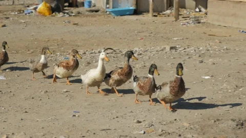 Shot in Shkodër in Albania, ducks walking close Stock Footage 137140096