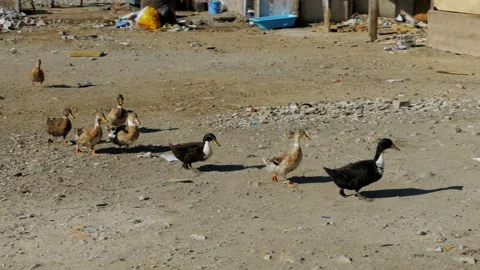 Shot in Shkodër in Albania, ducks walking wide Stock Footage 137140351