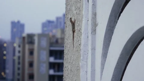 Shot showing a common house lizard on the outer walls of a skyscraper with Video stock 135832647