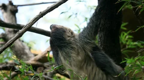 Shot of a sloth slowly climbing on tree branches Stock Footage