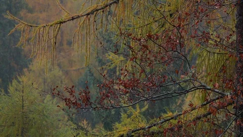Shot in slow motion of beeches and larches branches while raining Stock Footage 129558205