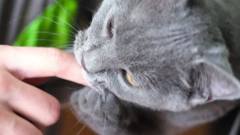 Shot of small cat playing with owners hand. Stock Footage 120461622