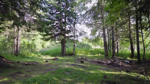 A shot of a small clearing in the forest. Stock Footage 114719456