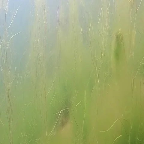 Shot of Small common carp Stock Footage 69359459