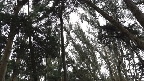 A shot of a small forest. The camera is panning while looking up at the Stock Footage 221252602