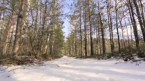 Shot snowy forest trees in the winter Stock Footage 70681347