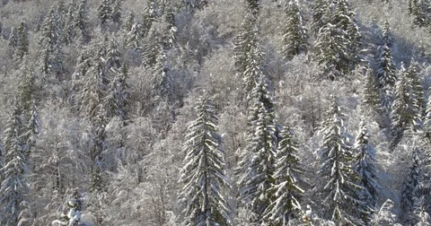 Shot Of Snowy Pine Tree Forest And Blue Sky Stock Footage 70989415