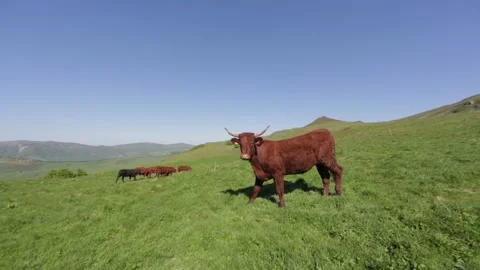 Shot of some cows in a meadow Stock Footage 131305854