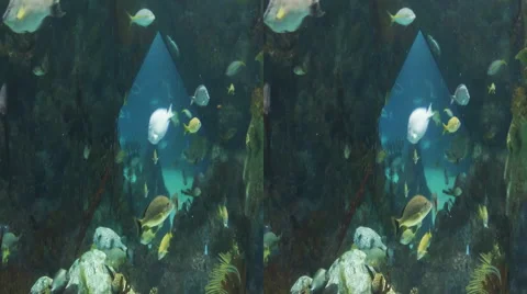 This is a shot of some fish swimming at the albuquerque NM aquarium. Shot on Stock Footage 59194895