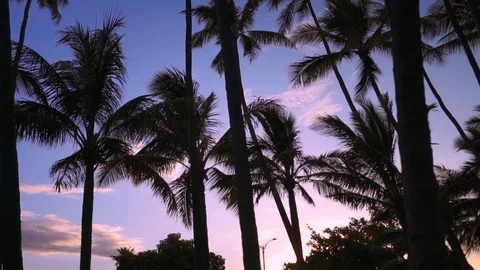 This is a shot of some palm trees at Sunset in Oahu, Honolulu. Stock Footage 104845834