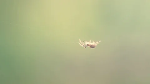 A shot of spider moving through its web Stock Footage 99877935