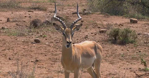 Shot of a Springbok eating Stock Footage 90537224