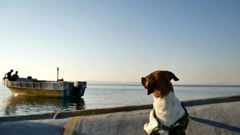 Shot of standing jack Russel dog at edge of a small boat overlooking sea Stock Footage 103502453
