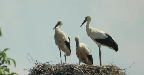 Shot of a stork. Stock-Footage 136151802
