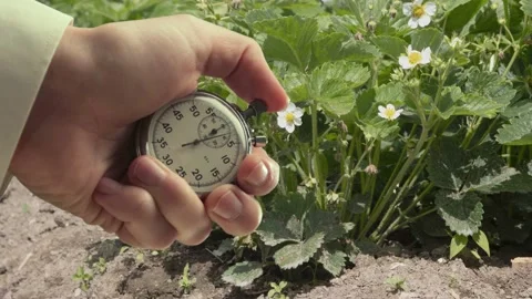 A shot of strawberry growing process and stopwatch in a hand 스톡 동영상 235155477