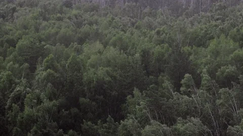 A shot of strong wind in forest 库存影片 221235210
