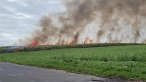 Shot of Sugarcane Field Burning with Intense Flames for Harvesting Preparation Stock Footage 297704707