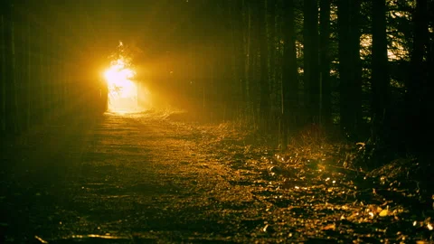 Shot of sun between wet trees on forest path with rain(4K) Stock Footage 222737115