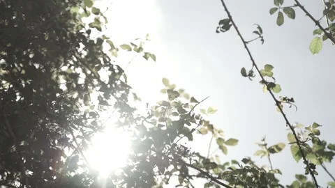 Shot sun Vídeos de archivo 94118091