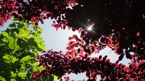 Shot of the sun through the leaves of trees Stock Footage 131305705