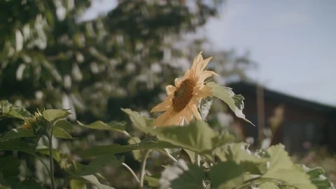 Shot of sunflower Stock Footage 102582104