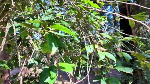 Shot of Sunlight Filtering Through Lush Canopy and Branches Видео 340416126