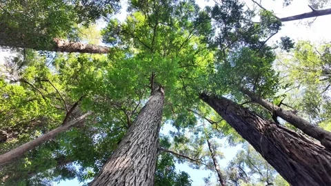 Shot of Sunlight Filtering Through Lush Canopy and Branches Stock-Footage 340416229