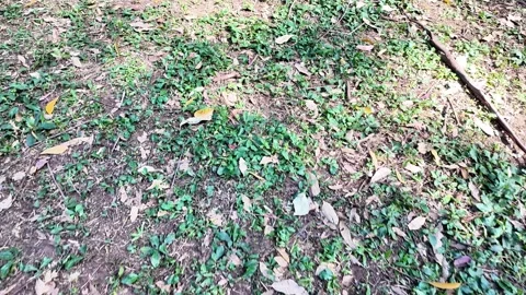 Shot of Sunlight Filtering Through Lush Canopy and Branches Stock-Footage 340416348