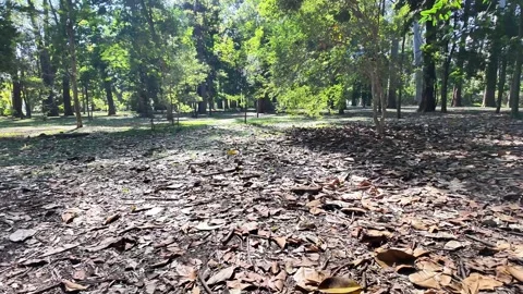 Shot of Sunlight Filtering Through Lush Canopy and Branches 库存影片 340416376