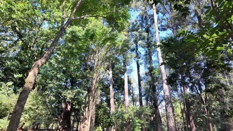 Shot of Sunlight Filtering Through Lush Canopy and Branches Stockbeeldmateriaal 340416392