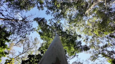 Shot of Sunlight Filtering Through Lush Canopy and Branches 库存影片 340416448