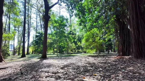 Shot of Sunlight Filtering Through Lush Canopy and Branches Stockbeeldmateriaal 340416466