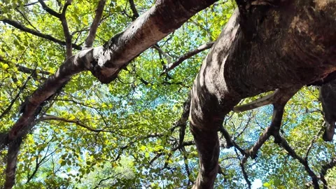 Shot of Sunlight Filtering Through Lush Canopy and Branches 库存影片 340416510