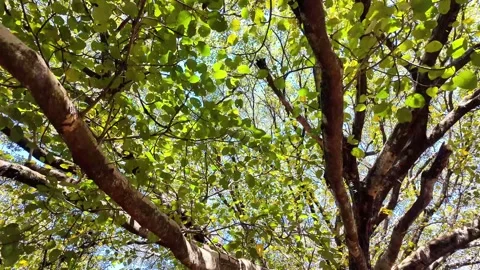 Shot of Sunlight Filtering Through Lush Canopy and Branches Stockbeeldmateriaal 340416585