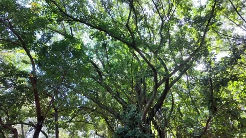 Shot of Sunlight Filtering Through Lush Canopy and Branches Stock-Footage 340416587
