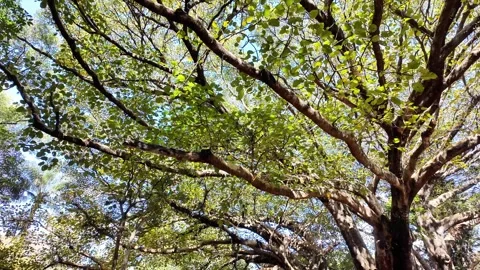 Shot of Sunlight Filtering Through Lush Canopy and Branches Stockbeeldmateriaal 340416592