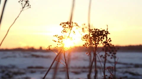 Shot of sunset through wild field of grass Stock Footage 61322077