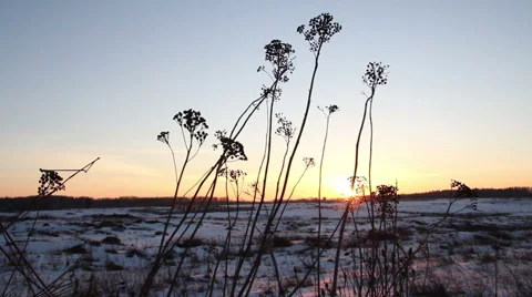 Shot of sunset through wild field of grass Stock Footage 61322102