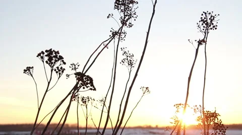 Shot of sunset through wild field of grass Stock Footage 61322141