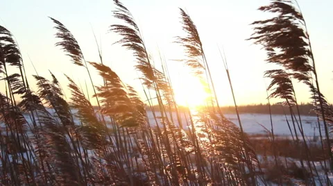 Shot of sunset through wild field of grass Stock Footage 61322193