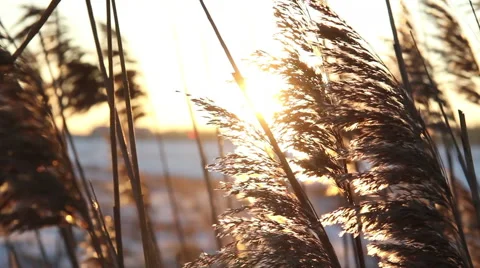 Shot of sunset through wild field of grass Stock Footage 61322333