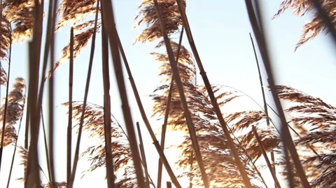 Shot of sunset through wild field of grass Stock Footage 61322425