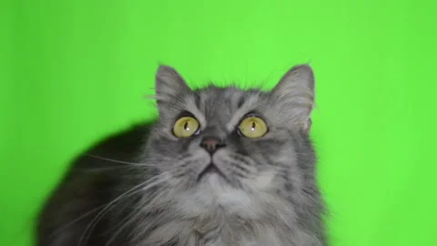 Shot of a Tabby Cat In Front Of a Green Screen Background Ready for Chroma .. Stock Footage 234931775