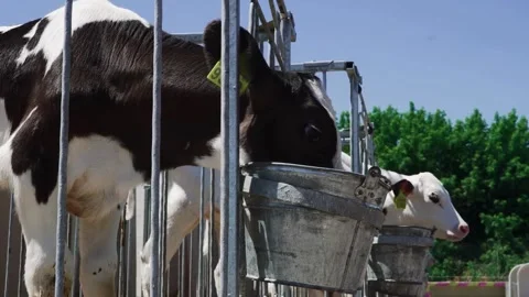 Shot of tagged cows in barn. Inhumane dairy operation in dirty, overcrowded Video stock 334656158