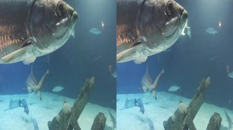 This is a shot of a tarpon swimming. Shot on a gopro hero black 3D. Availible Stock Footage 59194940