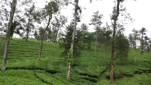 Shot of tea fields in India, Tea plantation Stock-Footage 156956007