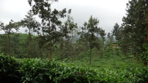 Shot of tea fields in India, Tea plantation 動画素材 156958197