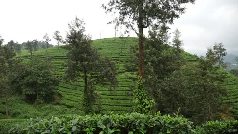 Shot of tea fields in India, Tea plantation Видео 156959044