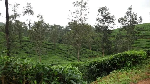 Shot of tea fields in India, Tea plantation Stock Footage 156959128